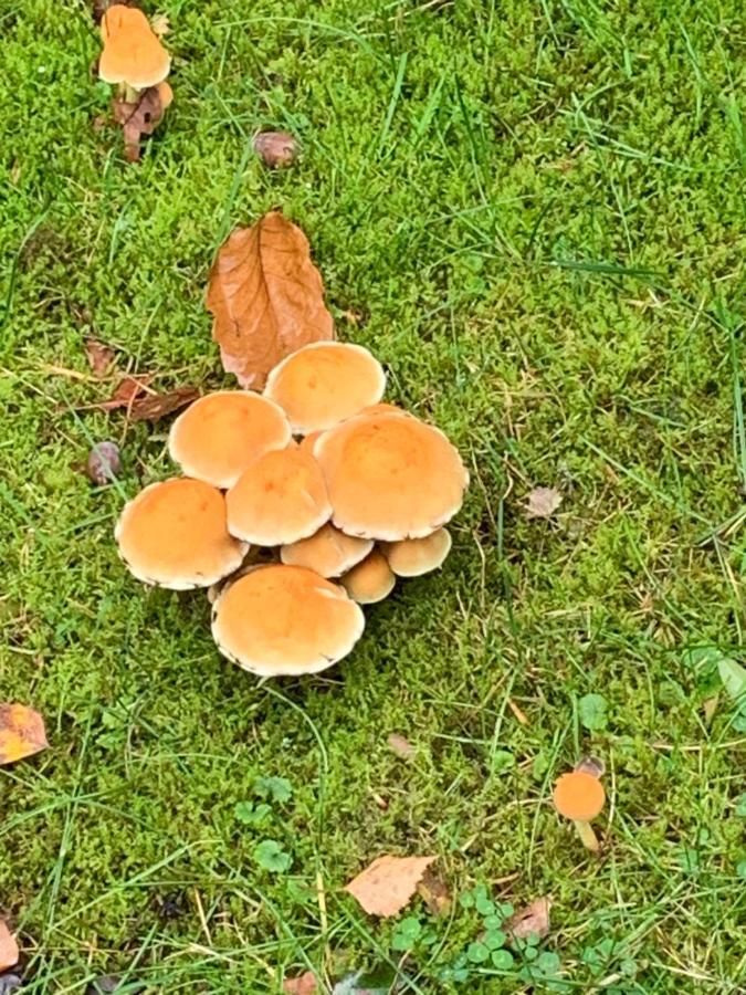 Vosseveen 62 เซลเฮม ภายนอก รูปภาพ